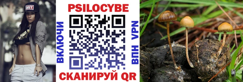 это как зайти  Славгород  Псилоцибиновые грибы Cubensis  закладка 