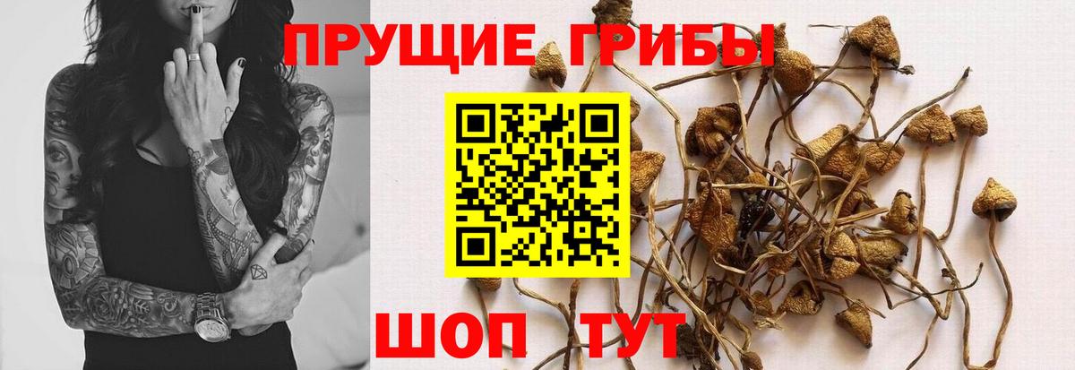 Галлюциногенные грибы GOLDEN TEACHER  Вход с VPN  Славгород 